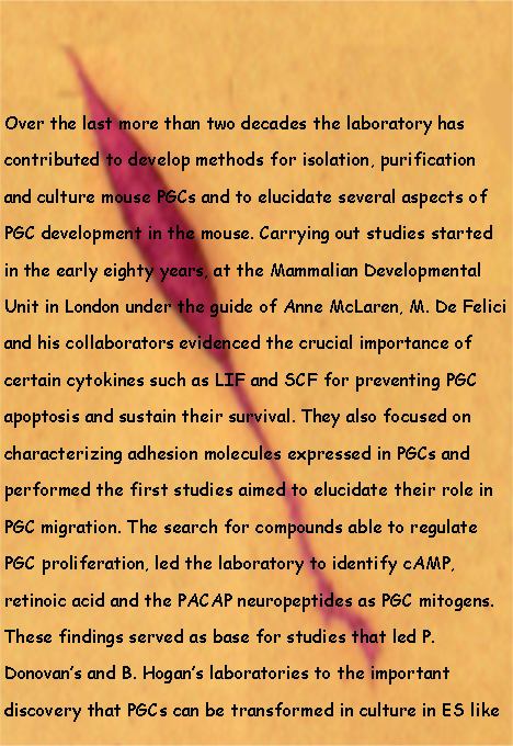 Casella di testo: Over the last more than two decades the laboratory has contributed to develop methods for isolation, purification and culture mouse PGCs and to elucidate several aspects of PGC development in the mouse. Carrying out studies started in the early eighty years, at the Mammalian Developmental Unit in London under the guide of Anne McLaren, M. De Felici and his collaborators evidenced the crucial importance of certain cytokines such as LIF and SCF for preventing PGC apoptosis and sustain their survival. They also focused on characterizing adhesion molecules expressed in PGCs and performed the first studies aimed to elucidate their role in PGC migration. The search for compounds able to regulate PGC proliferation, led the laboratory to identify cAMP, retinoic acid and the PACAP neuropeptides as PGC mitogens. These findings served as base for studies that led P. Donovans and B. Hogans laboratories to the important discovery that PGCs can be transformed in culture in ES like 
